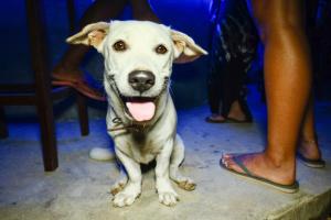 Jungle Hostel Koh Tao