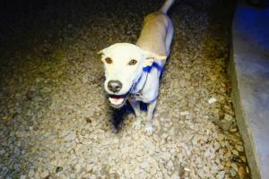 Jungle Hostel Koh Tao