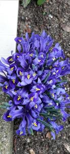 Sa Prenda E Oro img63