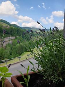 Urgemütliche Ferienwohnung, zentral und doch ruhig