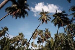 Coconut Tree Homestay