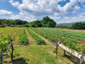 VILLA DOLA near Split - private pool, orchard, peace