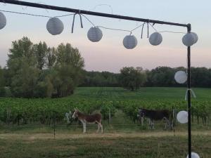 Maisons de vacances La Maison du Vignoble - Charme et Vue Panoramique : photos des chambres