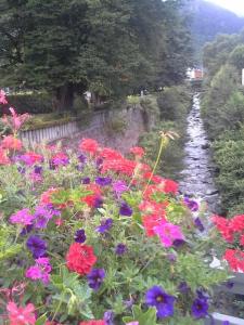 Appartements Nid Douillet classe 2 etoiles depuis janvier 2023 : photos des chambres