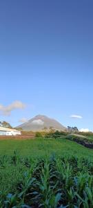 Dream View in Pico