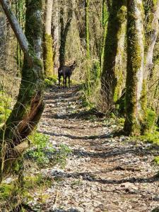 Appartements Charmant T3 a 5mn a pieds du lac de Nantua : photos des chambres