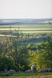 Dióliget - Diófácska Présház