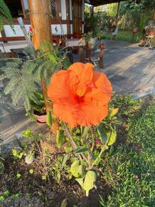 Casa de campo con piscina en Asia