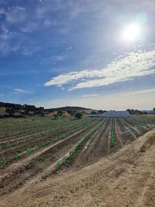 Casa na horta, planície alentejana