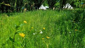 Route 47 Glamping Bell Tents