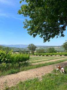 Villas Gnouquette : photos des chambres