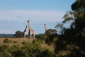 Mansfield Private Reserve - Bathurst