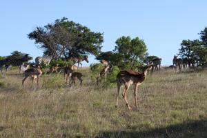 Mansfield Private Reserve