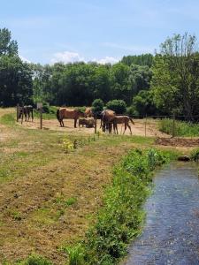 Maisons de vacances Le Moulin Neuf : photos des chambres