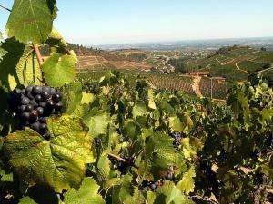 Appartements Les Pierres Bleues, au coeur des vignes, classe 3* : photos des chambres