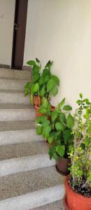 Snow White Apartment