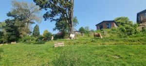 Peacock Lodge - Sleeps 4 - 2 Bedrooms