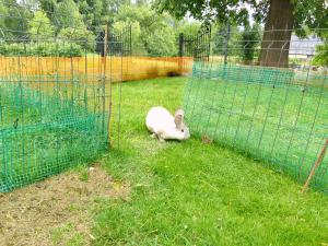 Domek w Górach Izerskich 4 i 6 osobowy, agroturystyka, żywe zwierzęta, w pełni wyposażone, plac zabaw dla dzieci, ognisko z kijkami i rusztem, ogrzewanie i klimatyzacja, latem basen