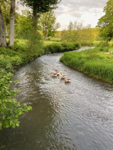 Maisons de vacances maison 4 pers avec piscine en pleine nature : photos des chambres