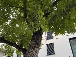 WOHNEN BAHNSTRASSE 5