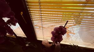The Secret Orchid
