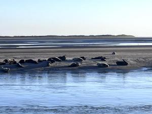 Appartements Appt lumineux - 2 chambres - Mer et commerces : photos des chambres