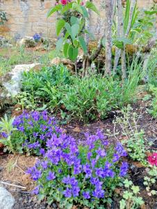 B&B / Chambres d'hotes Les Chambres d'Hotes chez Alisa et Daniel : photos des chambres