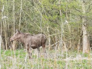 6 person holiday home in ORNÖ-By Traum