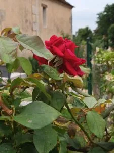 GÎTE AUX VIEUX BOIS - Maurens