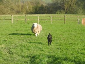 Skylark Shepherds Hut