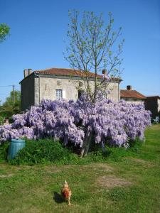 B&B / Chambres d'hotes Wisteria House : photos des chambres