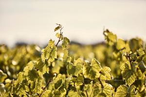 Hotels COMO Le Montrachet : photos des chambres