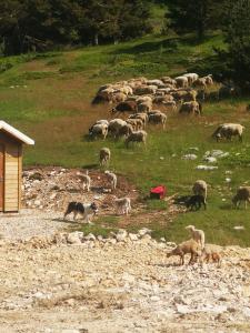 Appartements Le Silence Du Ventoux : photos des chambres