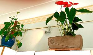 Appartements T2 a pied de plage sur ancien hotel chic, samedi a samedi : photos des chambres