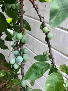 Maisons de vacances BEACH HOUSE DE CHARME A MESSANGES. LA MAISON BLEUE : photos des chambres