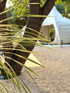 Tentes de luxe Domaine la Madeleine - Hebergement insolite : Tente