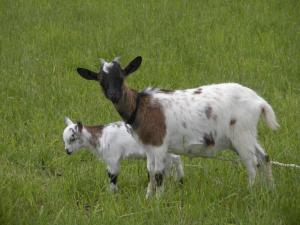 B&B / Chambres d'hotes Ferme Saint Joseph : photos des chambres