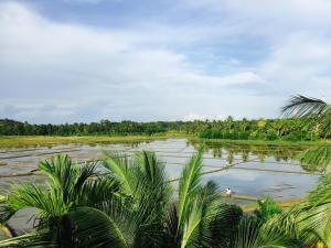 Rice Field View Home Stay
