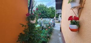 Apartman Lama