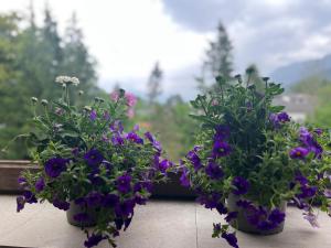 Wolfgangsee Ferienappartement „Almliebe“