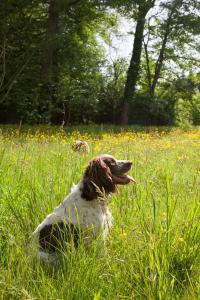 B&B / Chambres d'hotes Cottages et B&B de Troussay : photos des chambres