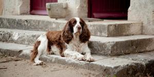 B&B / Chambres d'hotes Cottages et B&B de Troussay : photos des chambres