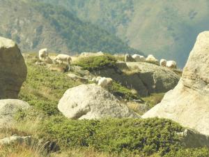 Appartements Pied des pistes, pleine nature : photos des chambres