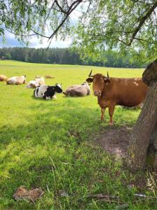 Giżycko-Przerwanki Domki Widok na Mazury