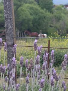 Abrazados Suites del Valle