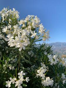 Casa Anhelando Andalucia - Een 8p villa met verwarmd zwembad op een heuveltop met magnifiek uitzicht, waaronder zeezicht, nabij dorp en strand