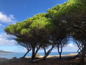 Under the Lemon Tree img28