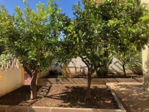 Under the Lemon Tree img16