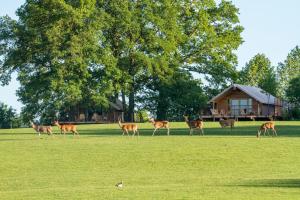 Hotels Parc Animalier de Sainte-Croix : photos des chambres