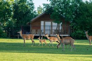 Hotels Parc Animalier de Sainte-Croix : photos des chambres